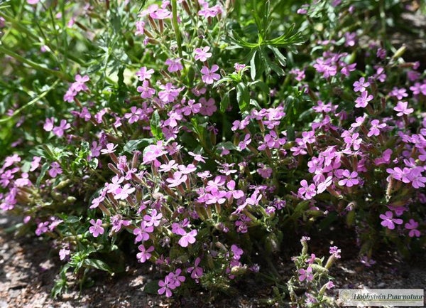 Zeepkruid roze vast - Saponaria ocymoides  50 zaden