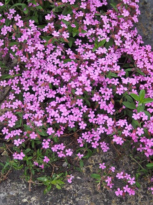 Zeepkruid roze vast - Saponaria ocymoides  50 zaden