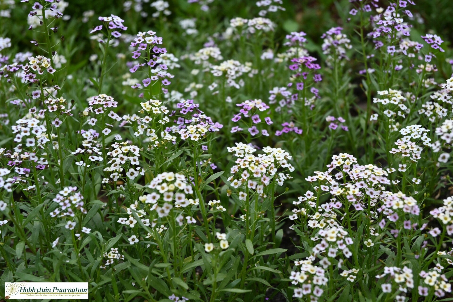 Zeeschildzaad hoog mix - Lobularia maritima Wandering Field Grown Mix  100 zaden