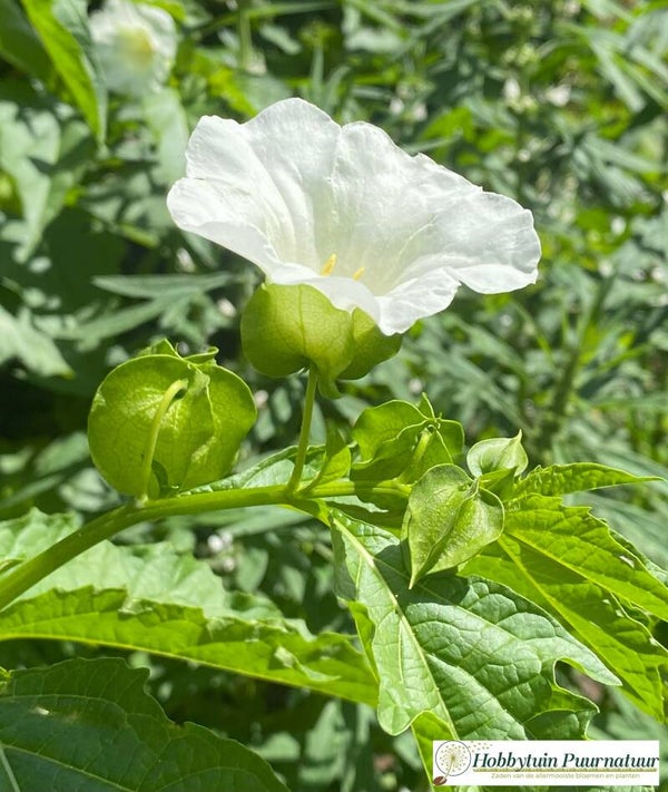 Zegekruid wit - Nicandra physalodes White  800 zaden