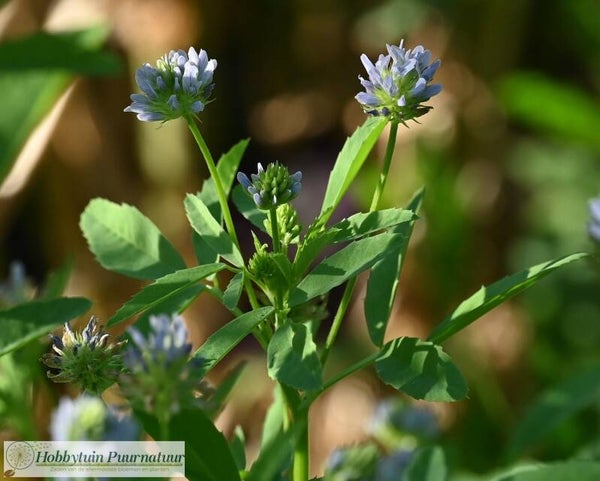 Zevengetijdenklaver ECO - Trigonella caerulea  25 zaden