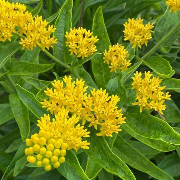Knolzijdeplant geel - Asclepias tuberosa Hello Yellow  15 zaden