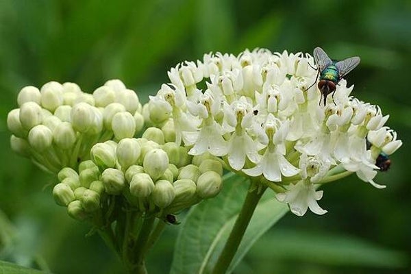 Zijdeplant wit - Asclepias incarnata Milkmaid  15 zaden