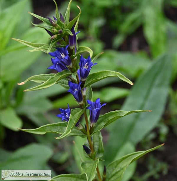 Zijdeplantgentiaan ECO - Gentiana asclepiadea  50 zaden