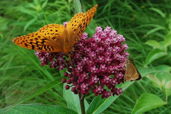 Zijdeplant Soulmate - Asclepias incarnata Soulmate  15 zaden