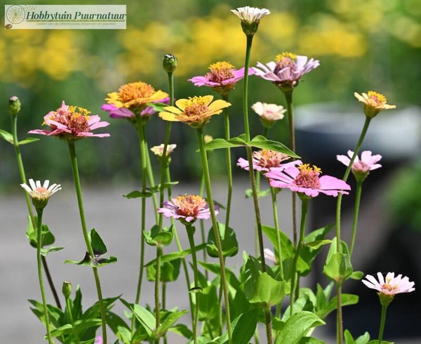 Zinnia Cresto Peaches - Zinnia elegans Cresto Peaches & Cream  25 zaden