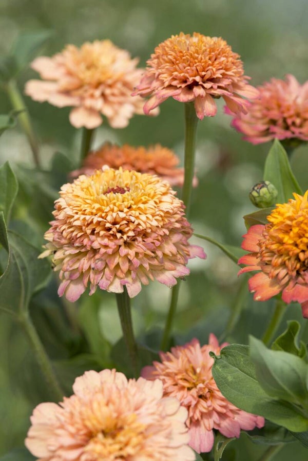 Zinnia Cresto Peachy Pink - Zinnia elegans Cresto Peachy Pink  25 zaden
