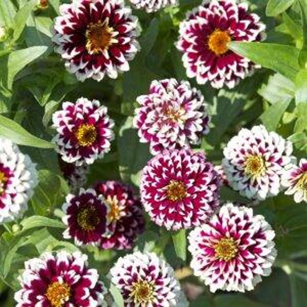 Zinnia Jazzy Red - Zinnia haageana Jazzy Red  30 zaden