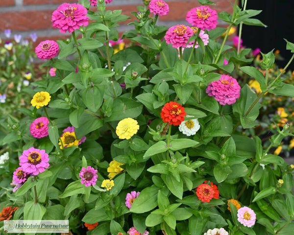 Zinnia mini - Zinnia elegans Thumbelina  30 zaden