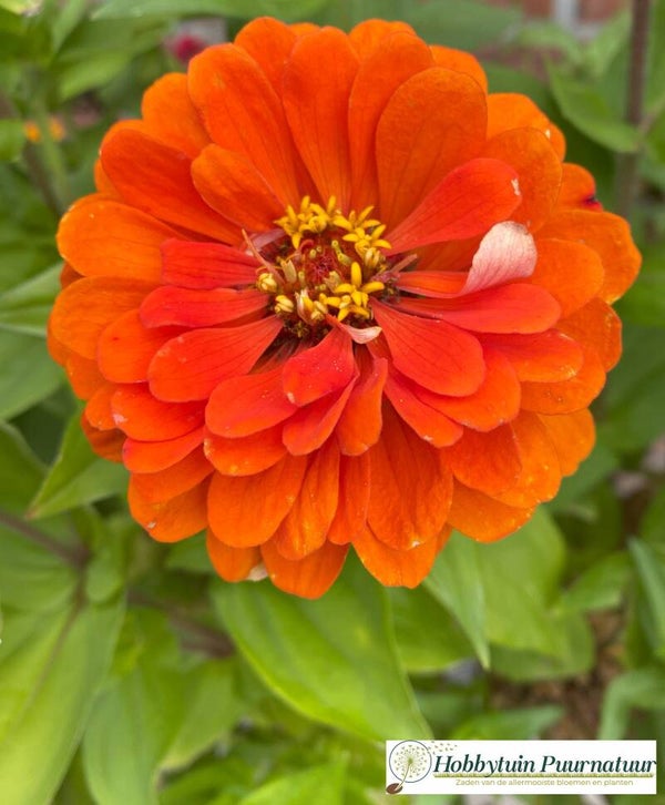 Zinnia oranje - Zinnia elegans Orange King  25 zaden