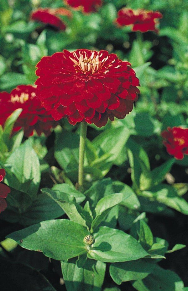Zinnia rood - Zinnia elegans Scarlet Flame  22 zaden