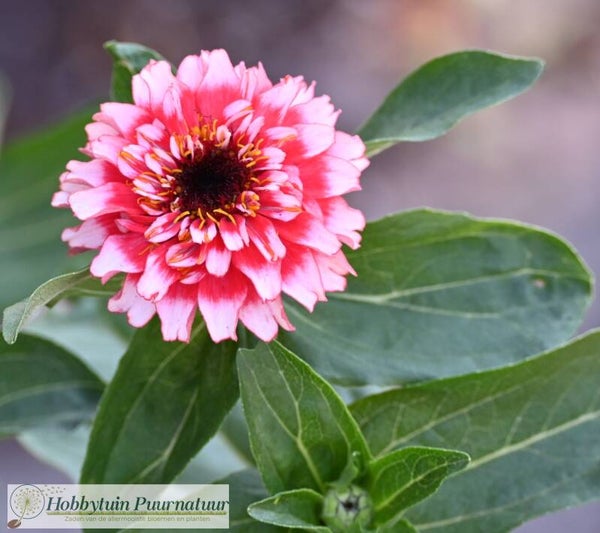 Zinnia Zinderella Fizz - Zinnia elegans Zinderella Fizz  20 zaden