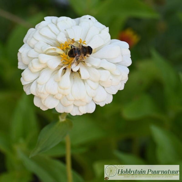 Zinnia wit - Zinnia elegans Polar Bear  25 zaden