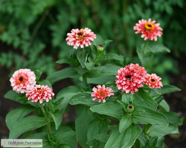 Zinnia Zinderella Fizz - Zinnia elegans Zinderella Fizz  20 zaden