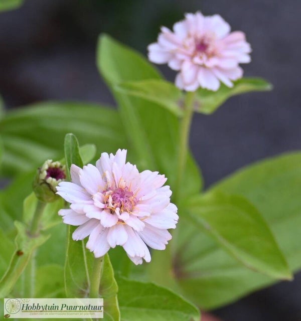 Zinnia Zinderella Lilac - Zinnia elegans Zinderella Lilac  20 zaden