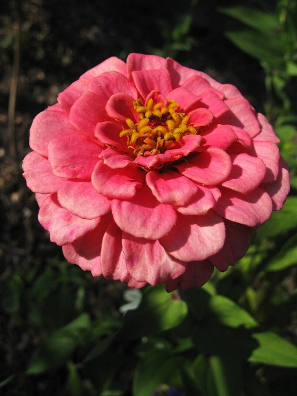 Zinnia zalm - Zinnia elegans Salmon Queen 25 zaden