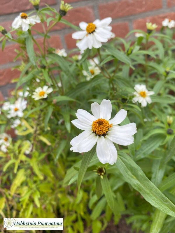 Zinnia Chrystal White - Zinnia linearis Chrystal White  50 zaden