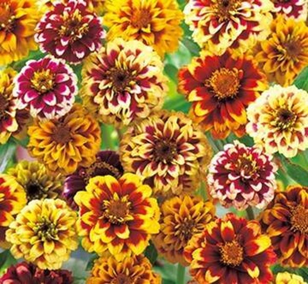 Zinnia Persian Carpet - Zinnia haageana Persian Carpet  50 zaden