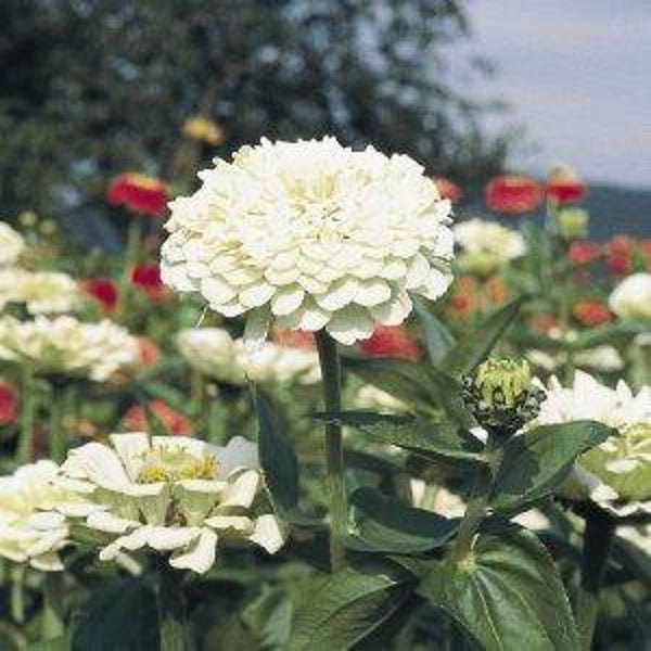 Zinnia wit - Zinnia elegans Polar Bear  25 zaden