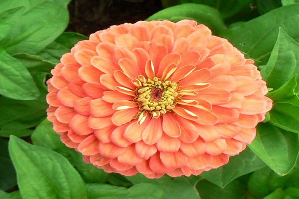 Zinnia zalm - Zinnia elegans Salmon Queen  22 zaden