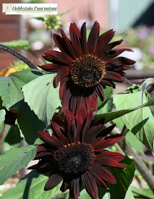 Zonnebloem Claret - Helianthus annuus Claret   10 zaden
