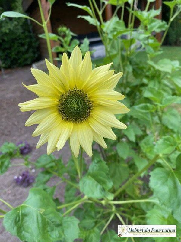 Zonnebloem Italian Green Heart - Helianthus debilis Italian Green Heart  40 zaden
