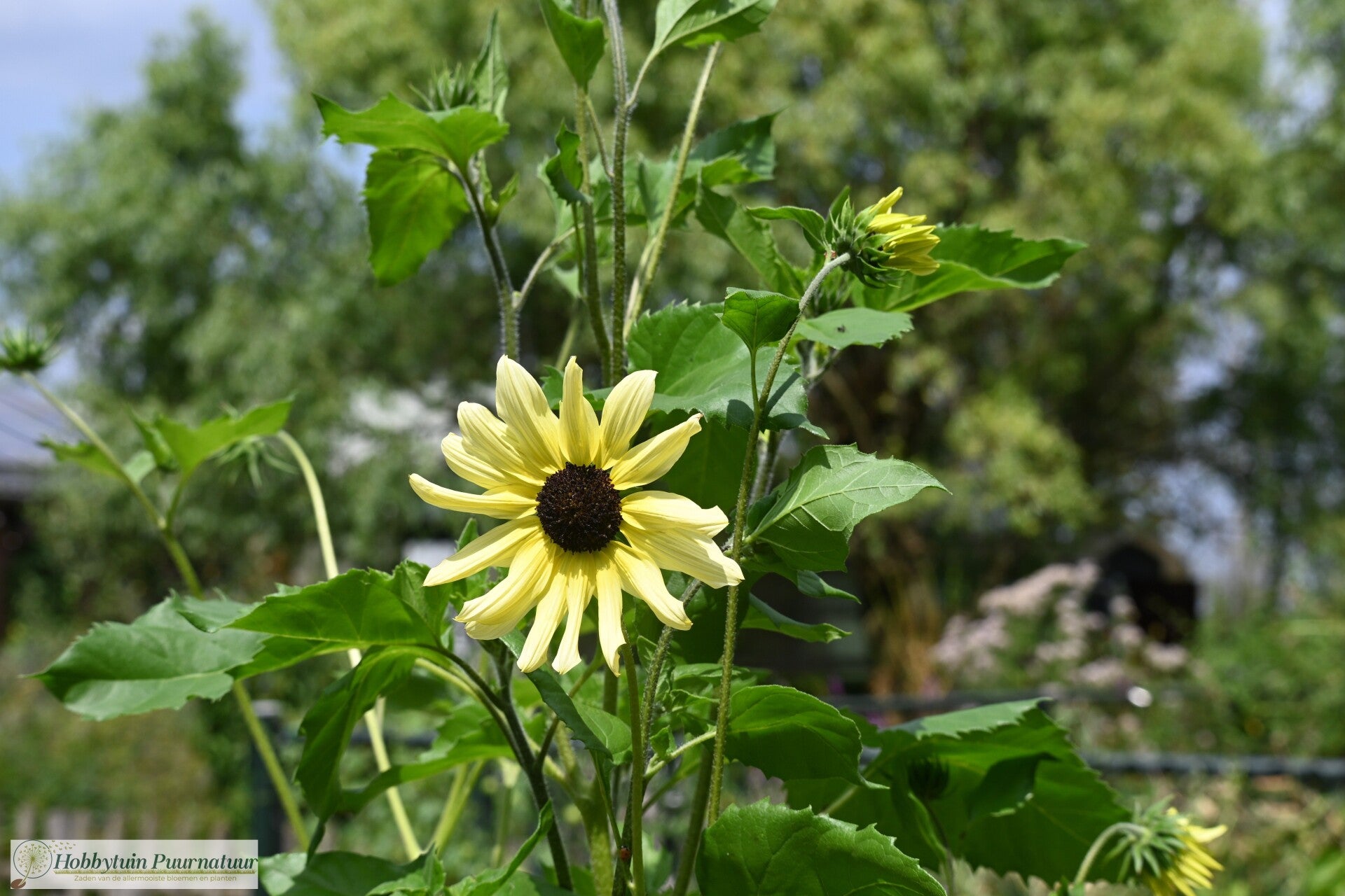 Zonnebloem Italian White - Helianthus debilis Italian White  40 zaden