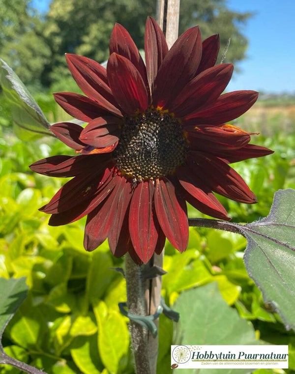 Zonnebloem Claret - Helianthus annuus Claret   10 zaden