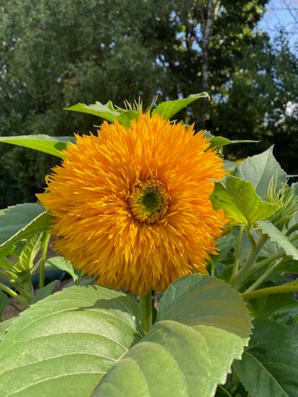 Zonnebloem Double Sunking - Helianthus annuus Double Sunking  10 zaden
