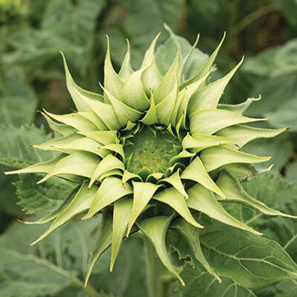 Zonnebloem groen - Helianthus annuus Sun Fill Green  5 zaden