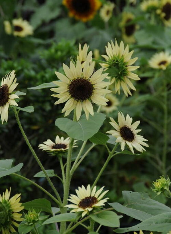 Zonnebloem Italian White - Helianthus debilis Italian White  30 zaden