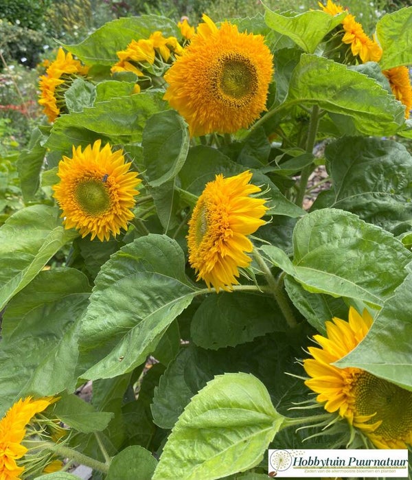 Zonnebloem Teddy Bear - Helianthus annuus Teddy Bear  20 zaden