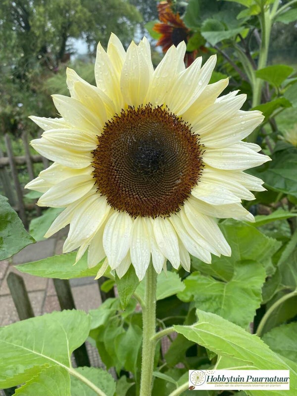 Zonnebloem wit - Helianthus annuus Procut White Nite  5 zaden