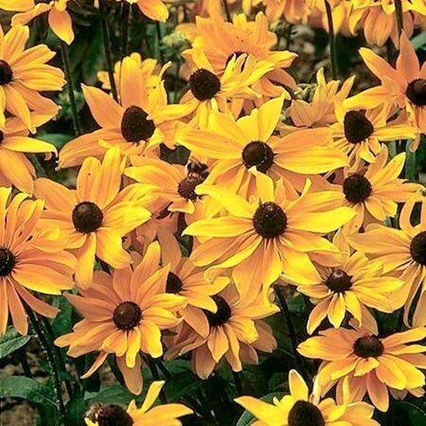 Zonnehoed Marmelade - Rudbeckia hirta Marmelade  50 zaden