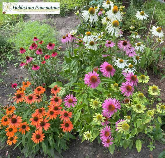 Zonnehoed - 'Echinacea purpurea Zonnehoed - 'Echinacea purpurea