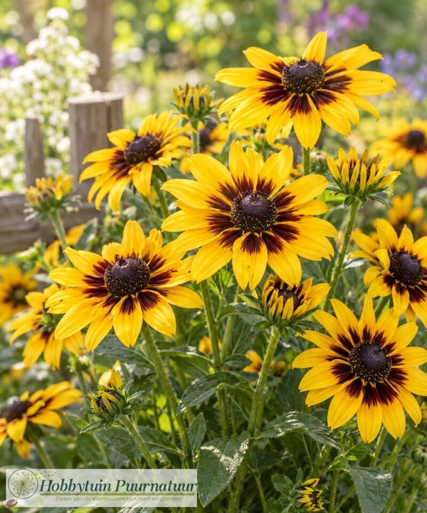 Zonnehoed Sputnik - Rudbeckia hirta Sputnik  20 zaden