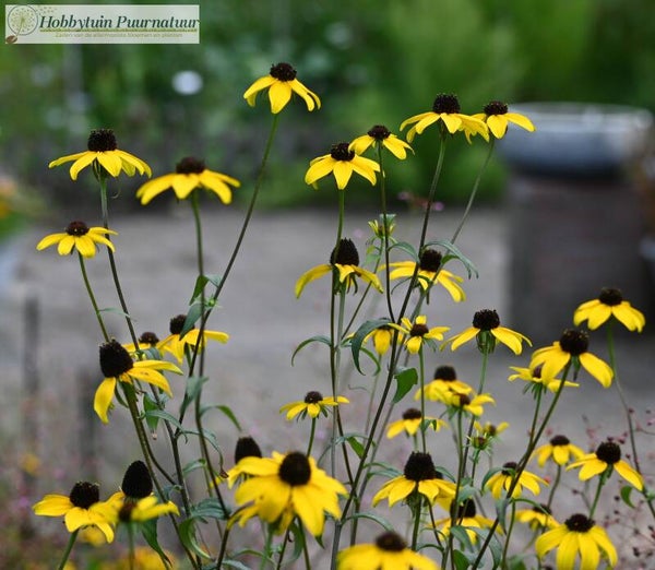 Zonnehoed triloba - Rudbeckia triloba  100 zaden