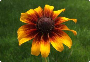 Zonnehoed Rustic Dwarfs - Rudbeckia hirta Rustic Dwarfs  500 zaden