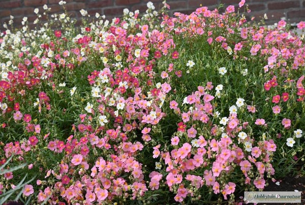 Zonneroosje mix - Helianthemum mutabile mix  50 zaden