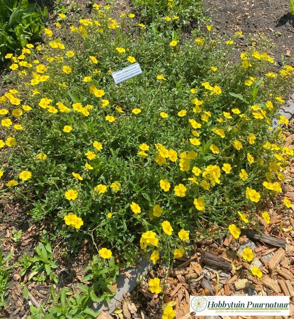 Geel zonneroosje - Helianthemum nummularium  100 zaden