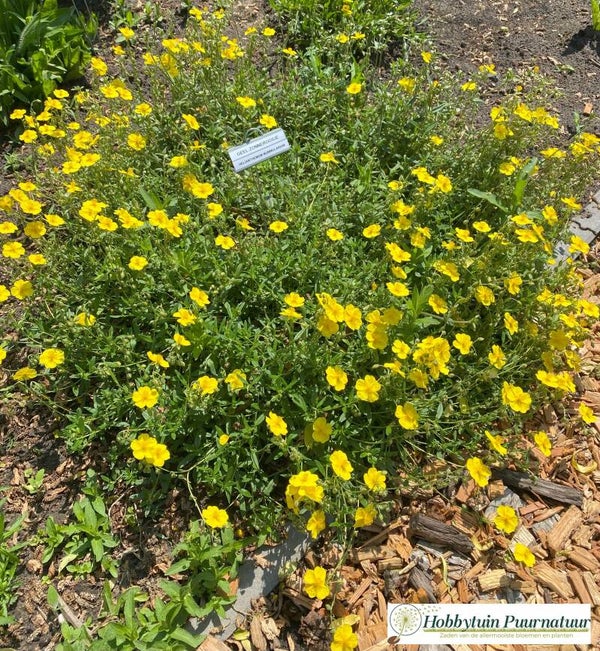 Geel zonneroosje - Helianthemum nummularium  150 zaden