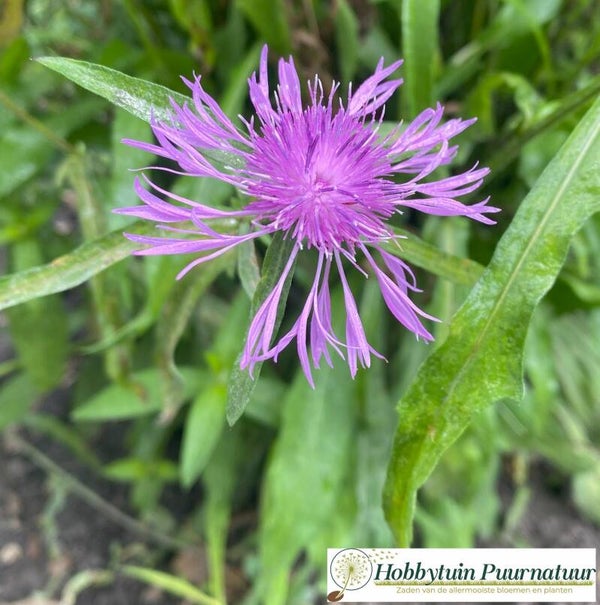 Zwart knoopkruid - Centaurea nigra  25 zaden