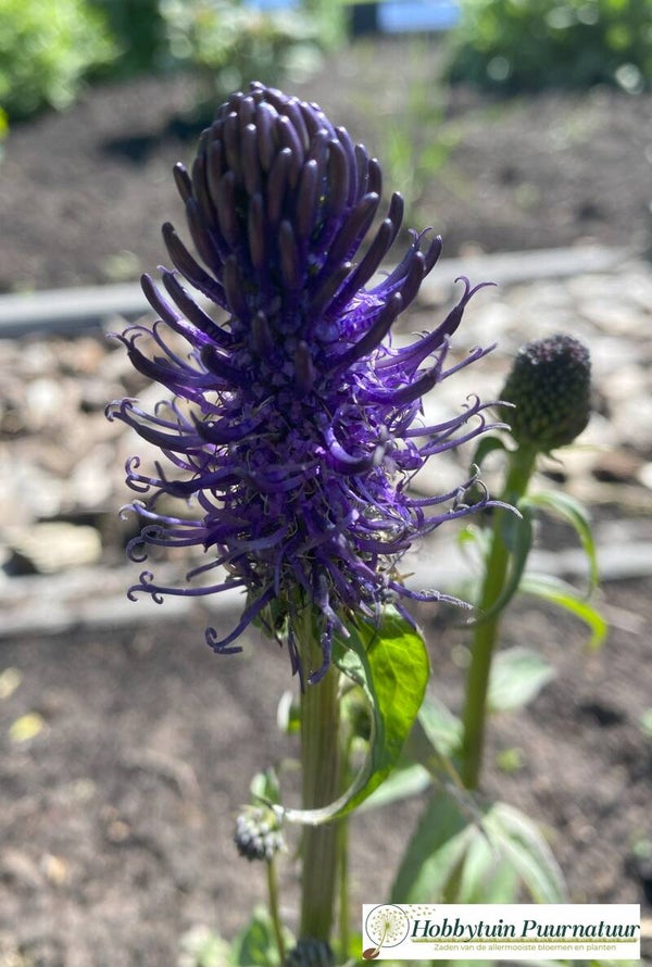 Zwartblauwe rapunzel - Phyteuma nigrum