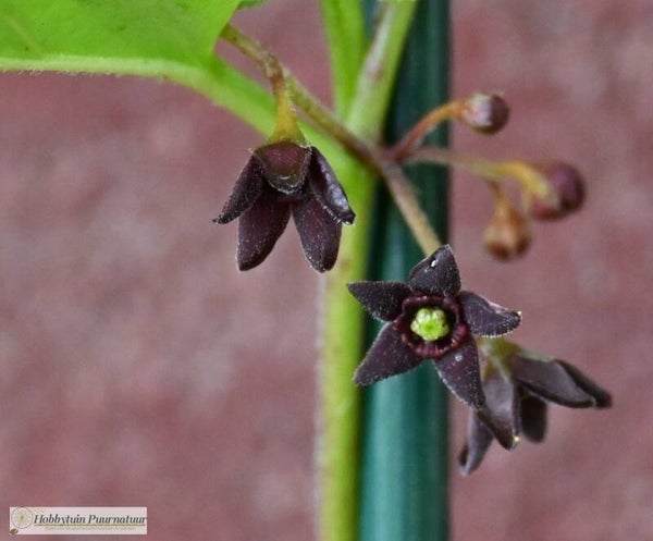Zwarte engbloem ECO - Vincetoxicum nigrum  10 zaden
