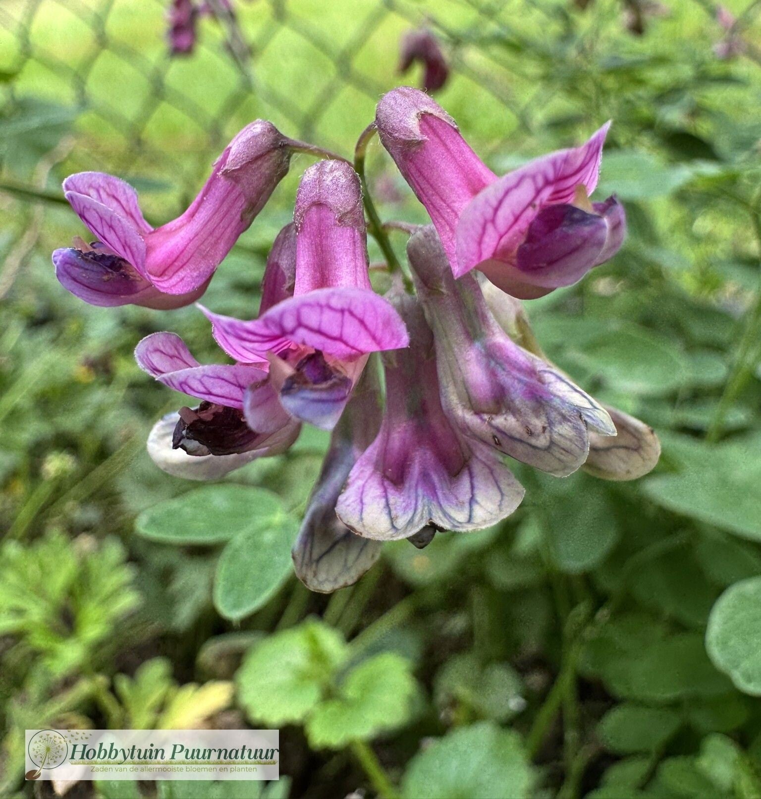Zwarte lathyrus - Lathyrus niger  10 zaden