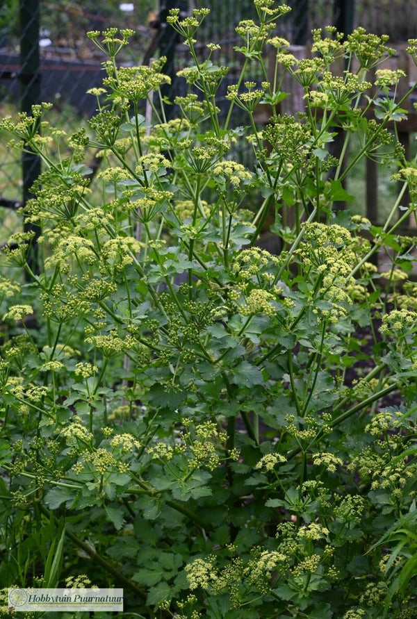 Zwartmoeskervel - Smyrnium olusatrum  10 zaden