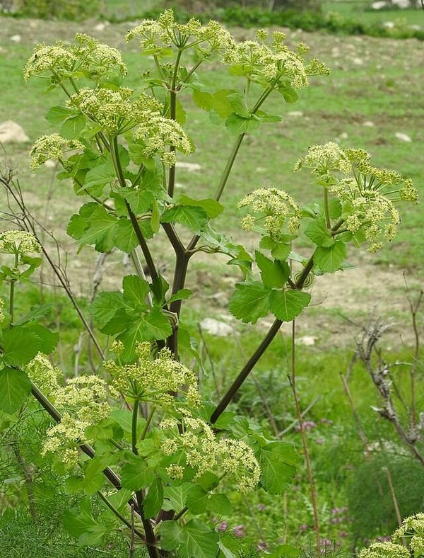 Zwartmoeskervel - Smyrnium olusatrum  10 zaden
