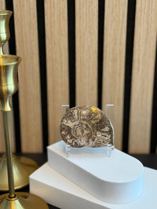 Ammoniet Fossiel half gepolijst