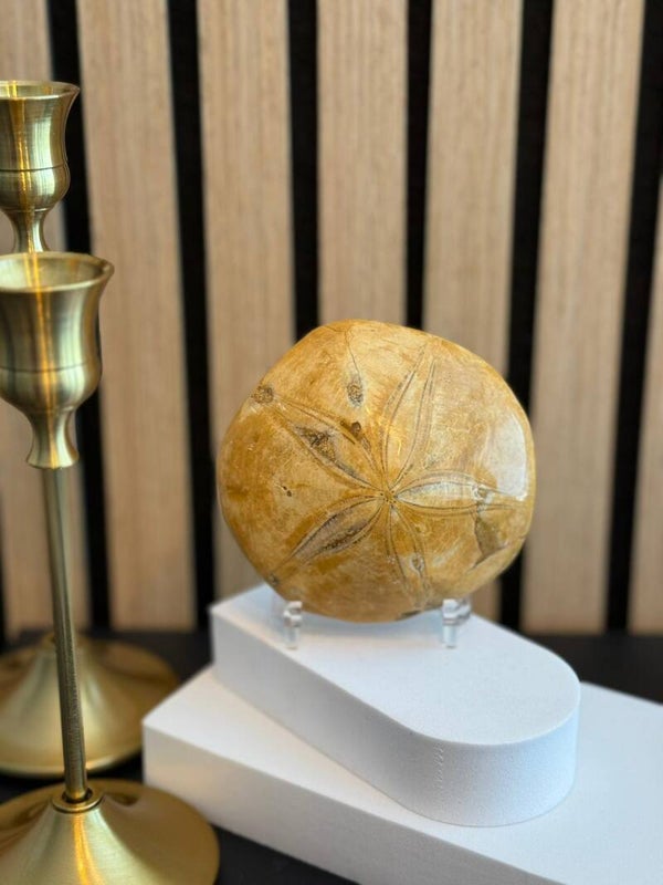 Versteende Zeester Fossiel