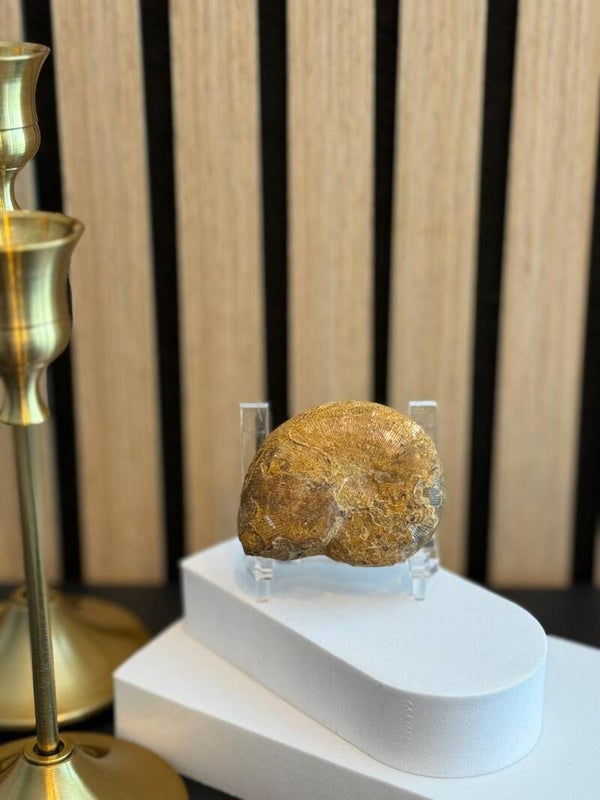 Ammoniet Fossiel Heel